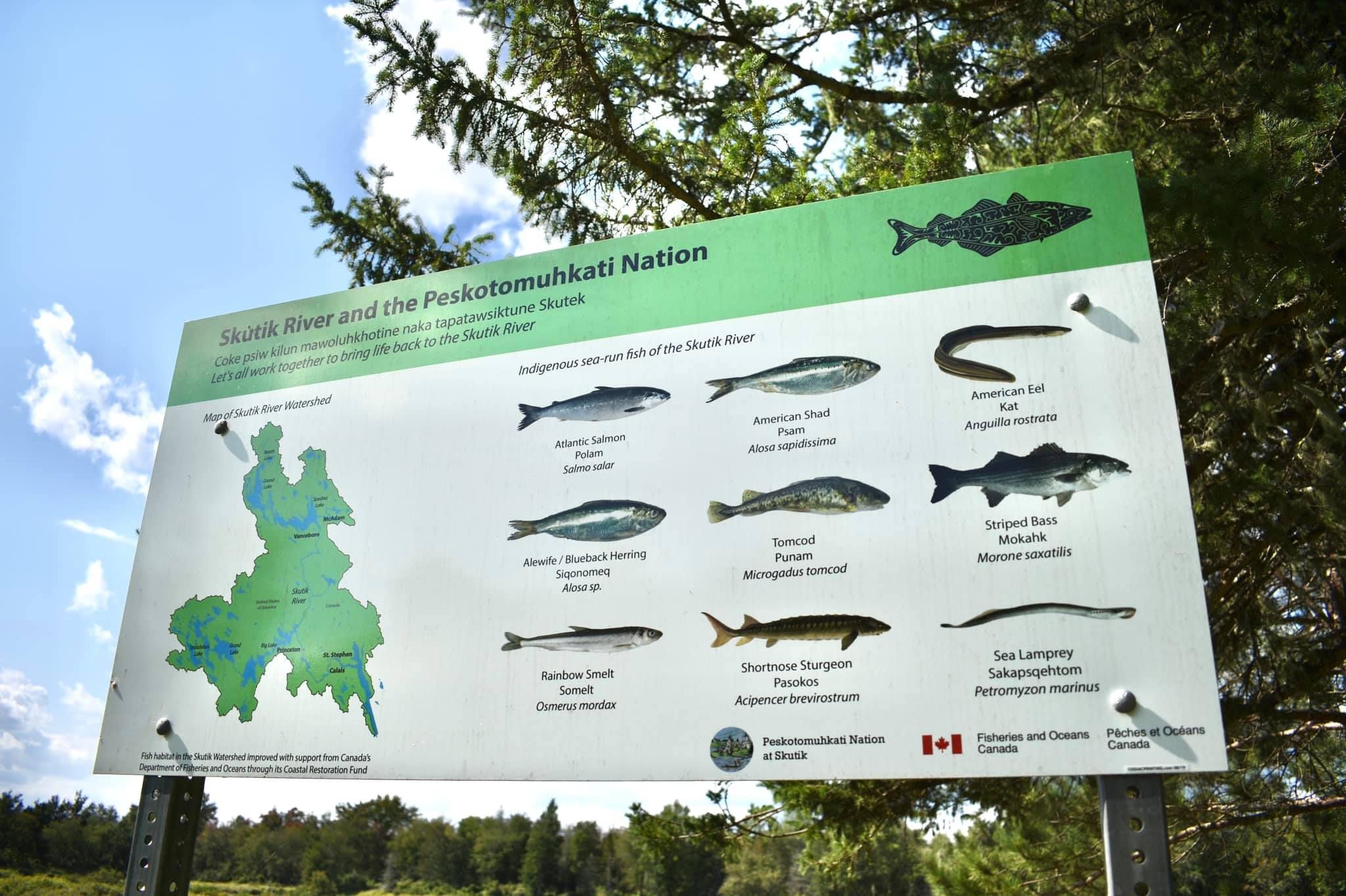 An outdoor sign displaying a map of the Skutik River and the Peskotomuhkati Nation and illustrations of the various fish species found there.