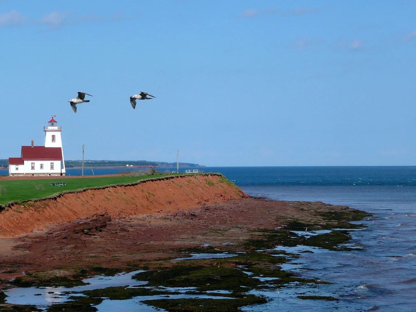 a lighthouse in PEI on the edge of a cliff with water surrounding the range. Two seagulls fly by the lighthouse. Image retrieved from Pixabay.