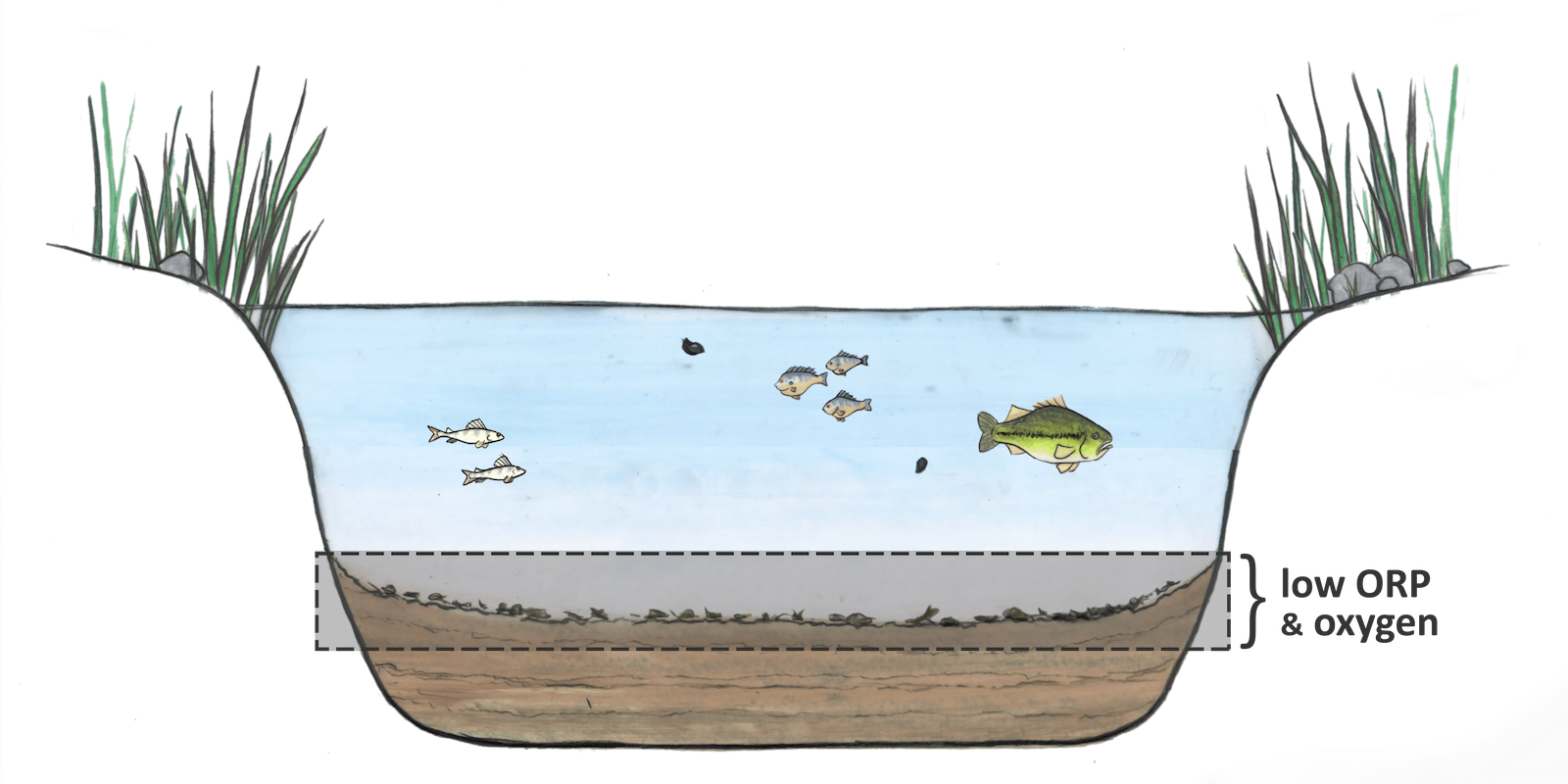 Hand drawn image of a pond cross-section showing low ORP and low oxygen concentration near bottom sediments.