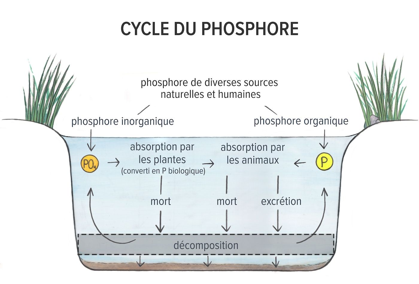 Image dessinée à la main d'une coupe transversale d'un étang montrant un diagramme du cycle du phosphore. Le phosphore provenant de diverses sources naturelles et humaines pénètre dans l'eau sous forme de phosphore inorganique et organique. Le phosphore organique est absorbé par les animaux. Le phosphore inorganique est transformé en phosphore organique lorsqu'il est absorbé par les plantes, puis par les animaux. Après la décomposition des plantes et des animaux morts et leur excrétion, le phosphore réintègre le cycle sous des formes organiques et inorganiques. Une partie du phosphore provenant de la décomposition de la matière organique se dépose dans les sédiments.