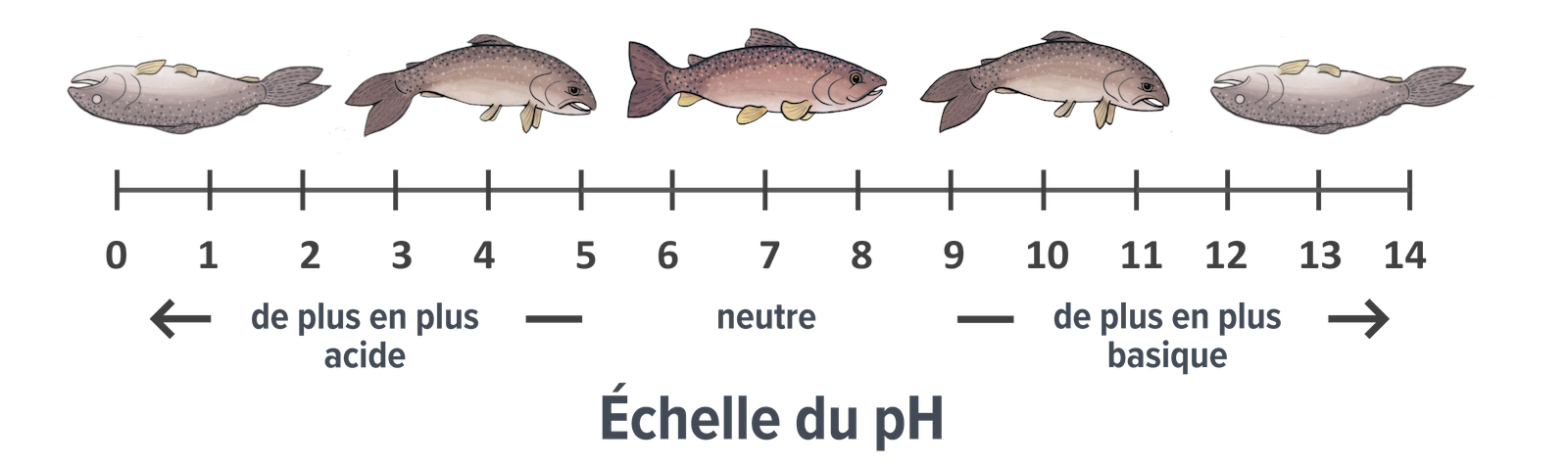 Échelle du pH montrant la santé des poissons à différents pH entre 0 (très acide) et 14 (très basique). Les poissons en mauvaise santé sont représentés aux extrémités de l'échelle, la santé des poissons s'améliorant à mesure qu'ils se rapprochent du centre de l'échelle, à des valeurs de pH proches de la neutralité.