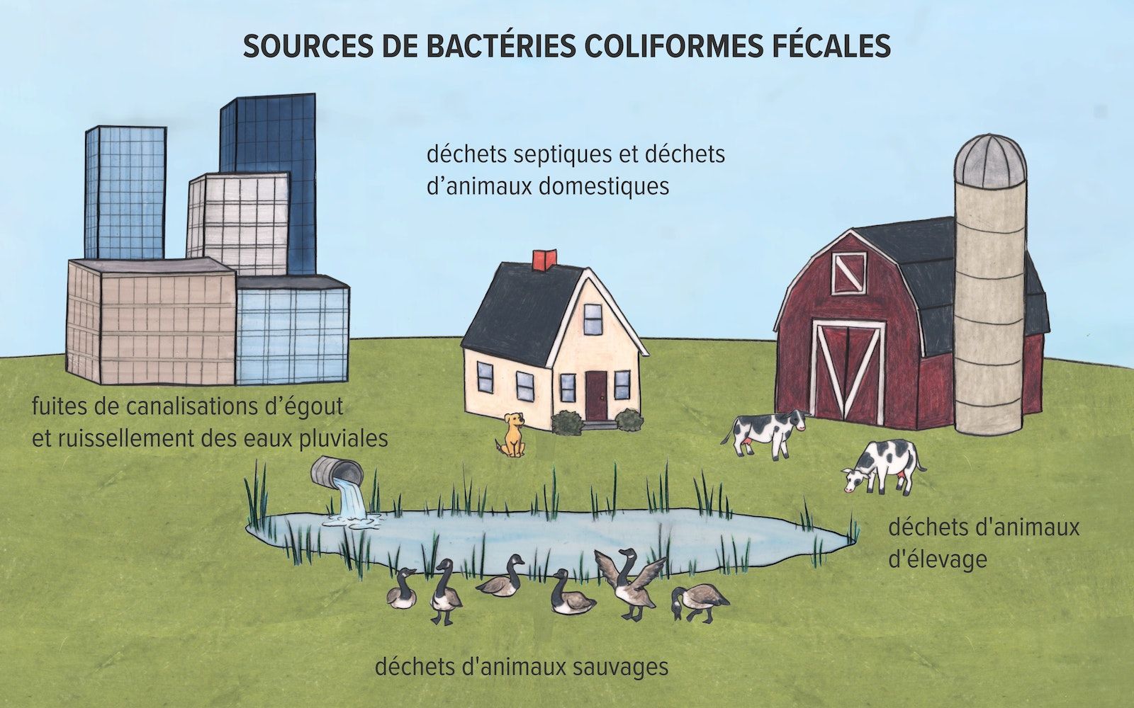 Dessin illustrant différentes sources de bactéries coliformes fécales. De grands bâtiments avec l'étiquette "fuites des conduites d'égout et ruissellement des eaux pluviales", une maison avec l'étiquette "déchets septiques et animaux de compagnie" et une ferme avec deux vaches avec l'étiquette "déchets d'animaux de ferme" sont affichés en arrière-plan. Un étang avec des canards est représenté au premier plan, avec l'étiquette "déchets fauniques".