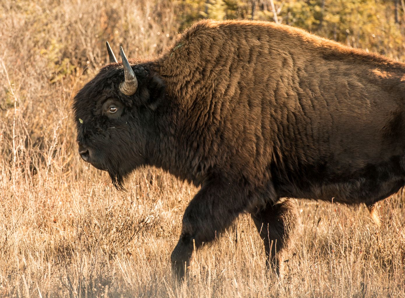 Wood buffalo, profile-view