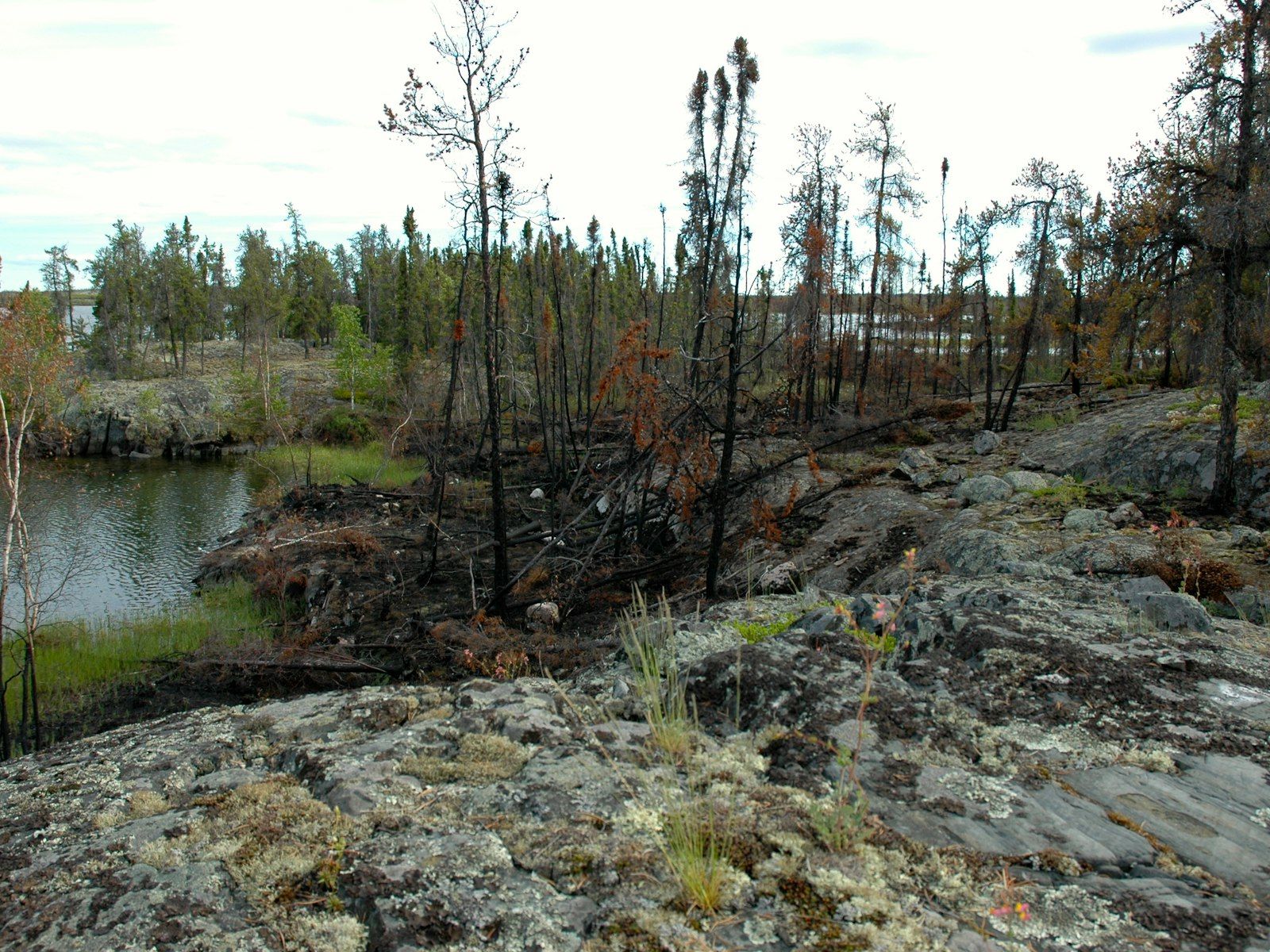 Burnt Trees along Lake 