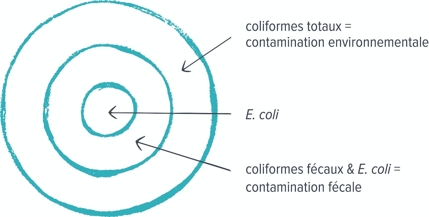 Un croquis turquoise en forme de cible montrant une flèche vers l'anneau extérieur avec l'étiquette "coliformes totaux = contamination environnementale". La deuxième étiquette "E. coli" pointe vers l'anneau central et la troisième étiquette pointe vers l'anneau du milieu avec l'étiquette "coliformes fécaux & E. coli = contamination fécale".