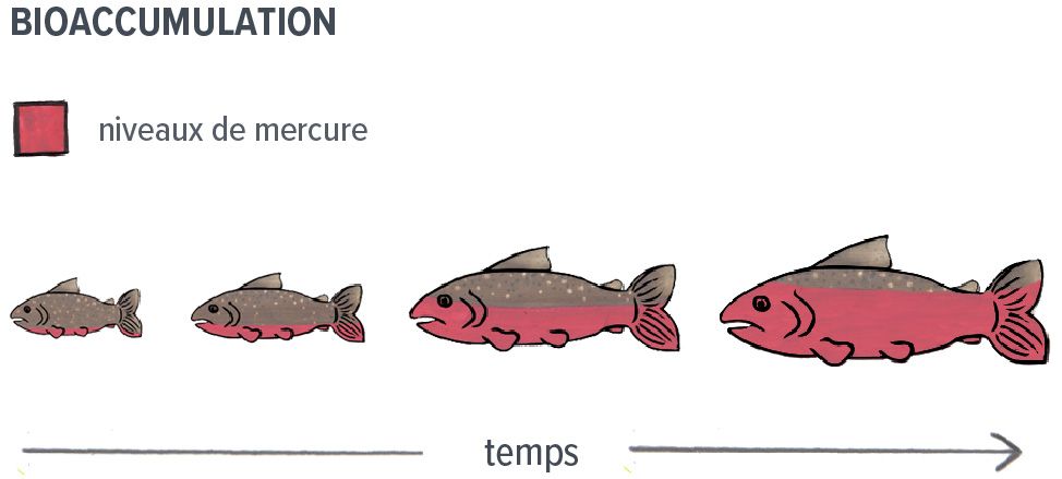Quatre poissons montrent l'accumulation des niveaux de mercure au fil du temps, le premier poisson ayant très peu et le dernier poisson ayant beaucoup de mercure.