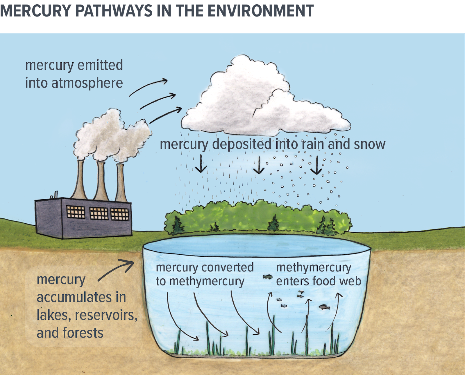 Drawing showing mercury pathways in the environment. Mercury is emitted into the atmosphere during industrial activities, it is deposited in rain and snow, accumulating in lakes, reservoirs and forests. The image shows that at the bottom of lakes, mercury is converted into methylmercury, which enters the food chain.