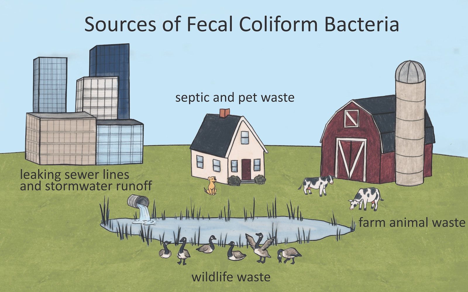 Drawing illustrating different sources of fecal coliform bacteria. Tall buildings with the label “leaking sewer lines and stormwater runoff’, a house with the label “septic and pet waste”, and a farm with two cows with the label “farm animal waste” are shown in the background. A pond with ducks is shown in the foreground, with the label “wildlife waste”.