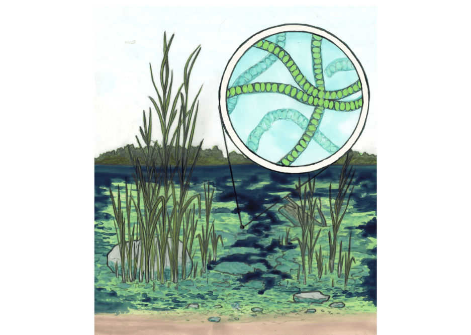 Sketch of a body of water indicating algae blooms among tall grass protruding from the water. Filamentous algae are highlighted in a magnified bubble.