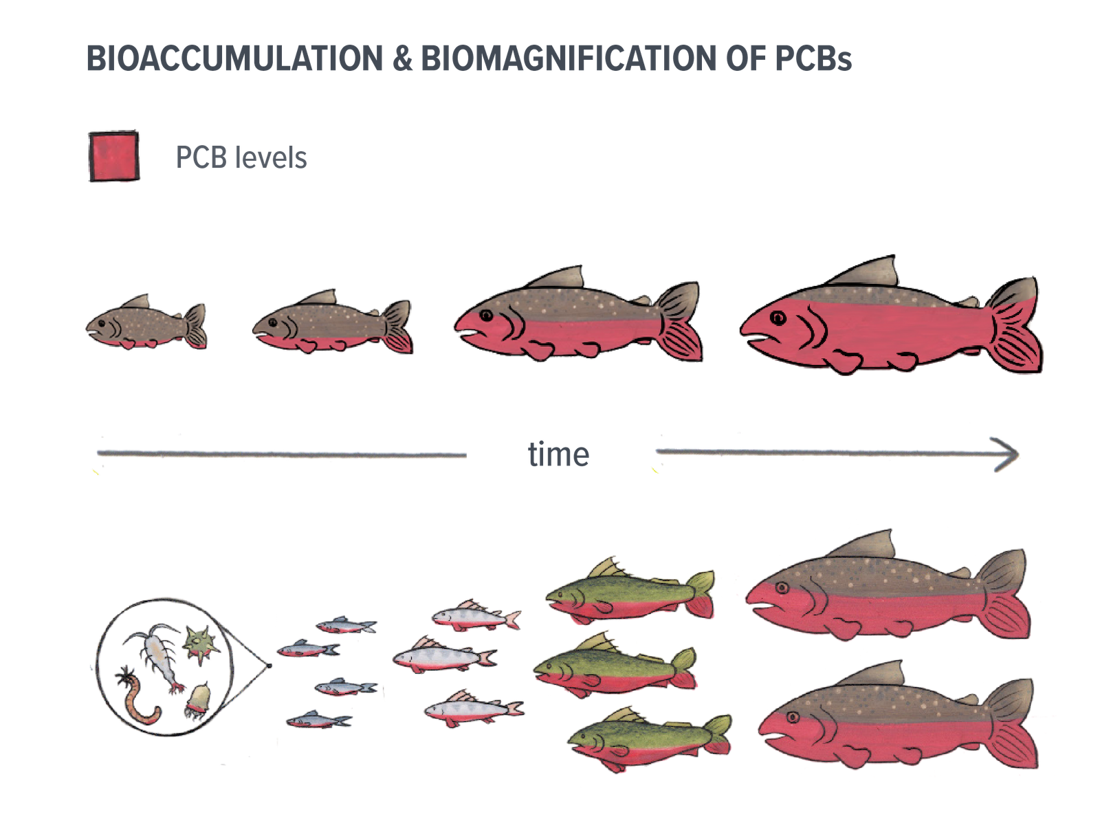 Hand drawn image showing increasing PCB levels in fish over time through bioaccumulation and biomagnification.