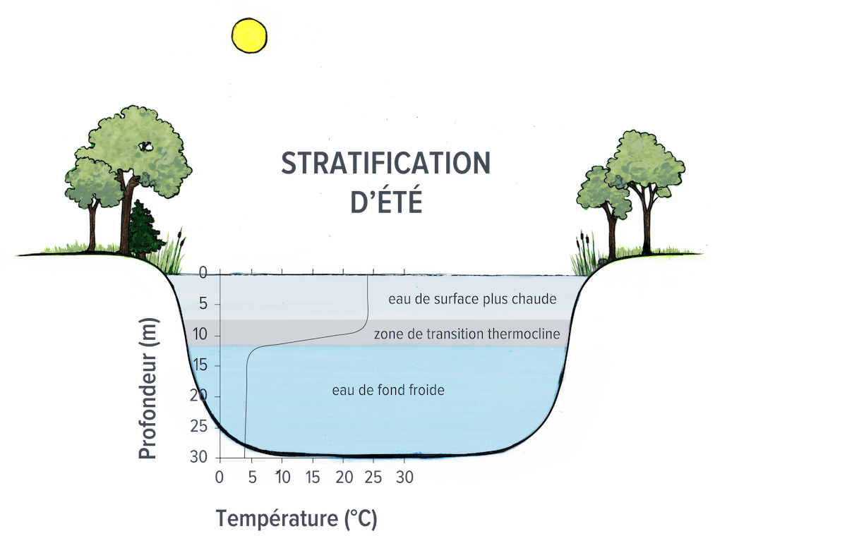 Dessin illustrant la coupe transversale d’un étang qui montre une stratification d’été. L’eau en surface est plus chaude, une zone de transition thermocline se situe au-dessous et de l’eau froide se trouve au fond de l’étang.