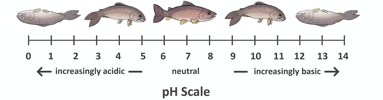 pH scale showing fish health at various stages between 0 (very acidic) and 14 (very basic). Unhealthy fish are shown at both ends of the spectrum with fish health improving at near-neutral pH levels.