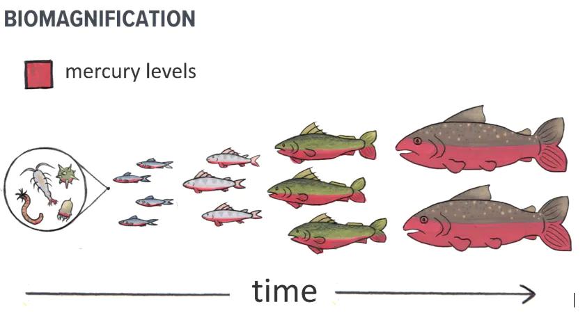 Sketch depicting biomagnification of mercury. Five different groups of fish and small organisms such as zooplankton are shown, with the smallest organisms on the left and progressively larger fish on the right. A time scale indicates rising mercury levels as predators feed on smaller prey.