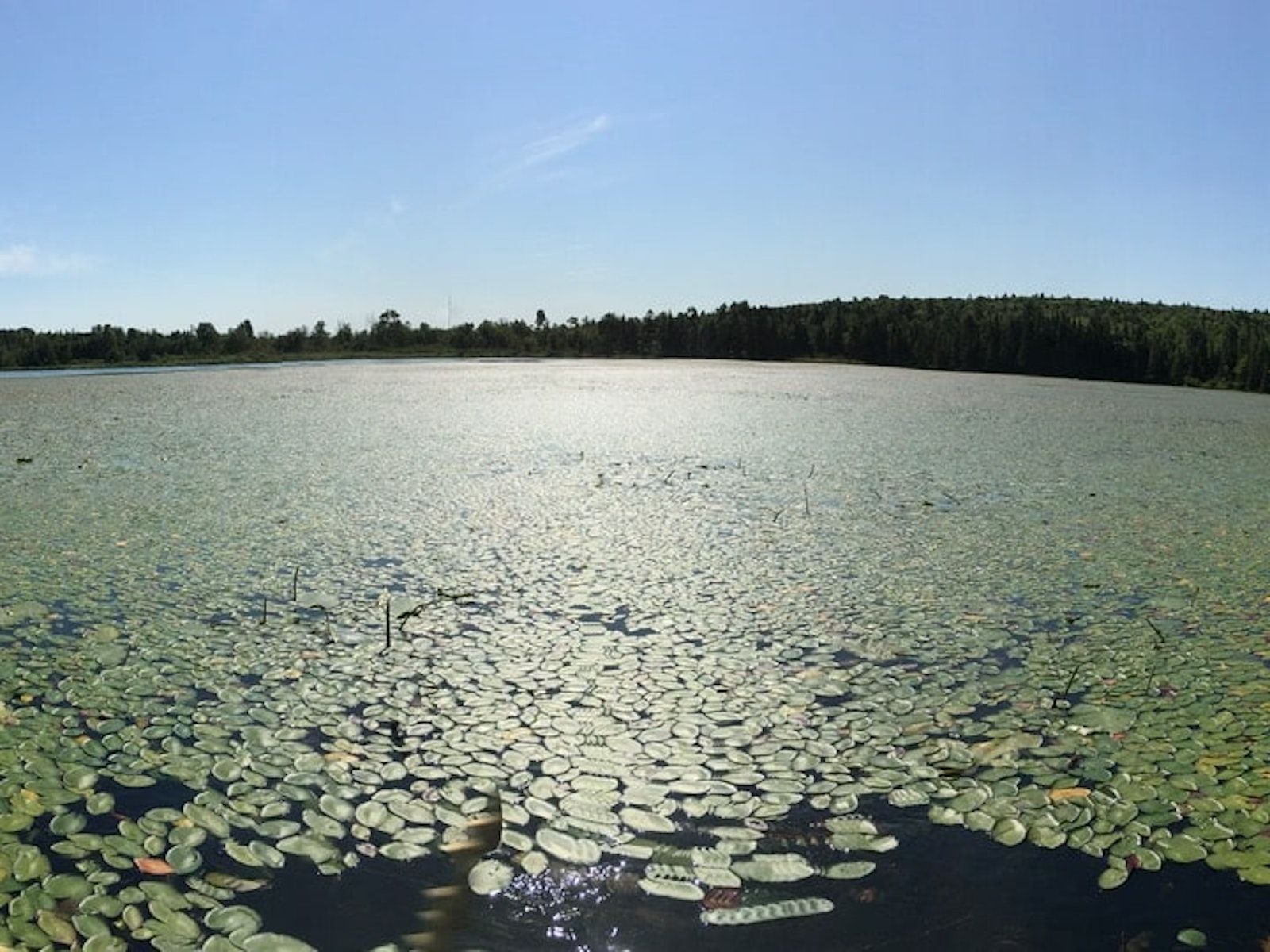 Lake with lily pads --- 
Lac aux nénuphars
