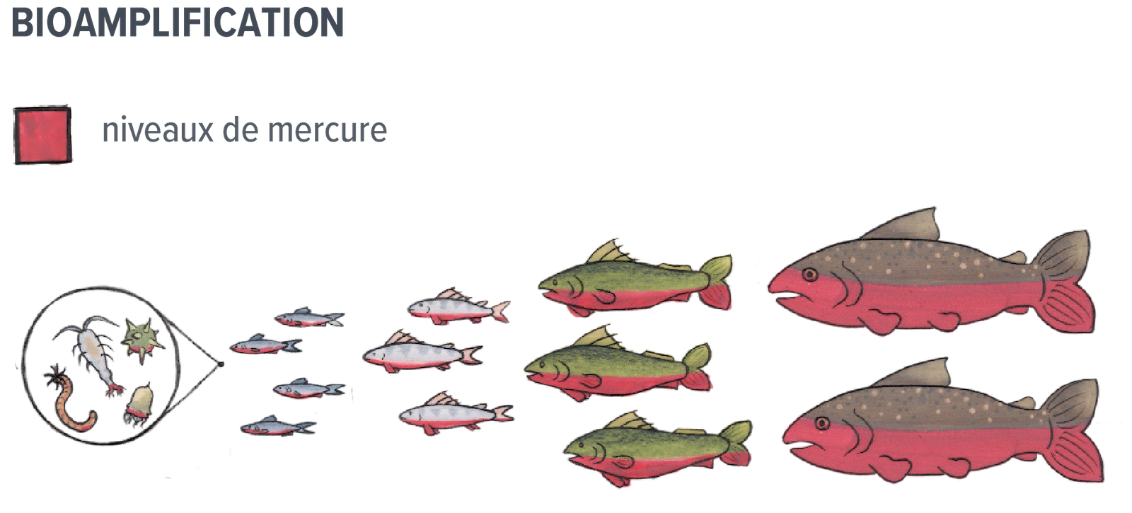 Un dessin illustrant cinq groupes différents de poissons et de petits organismes tels que le zooplancton, avec les plus petits organismes à gauche et des poissons de plus en plus gros à droite. Une échelle de temps indique l'augmentation des niveaux de mercure lorsque les prédateurs se nourrissent de proies plus petites.