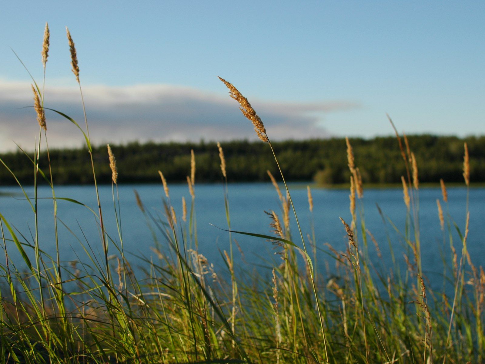 Roseaux et blé dans le vent à côté d'un lac