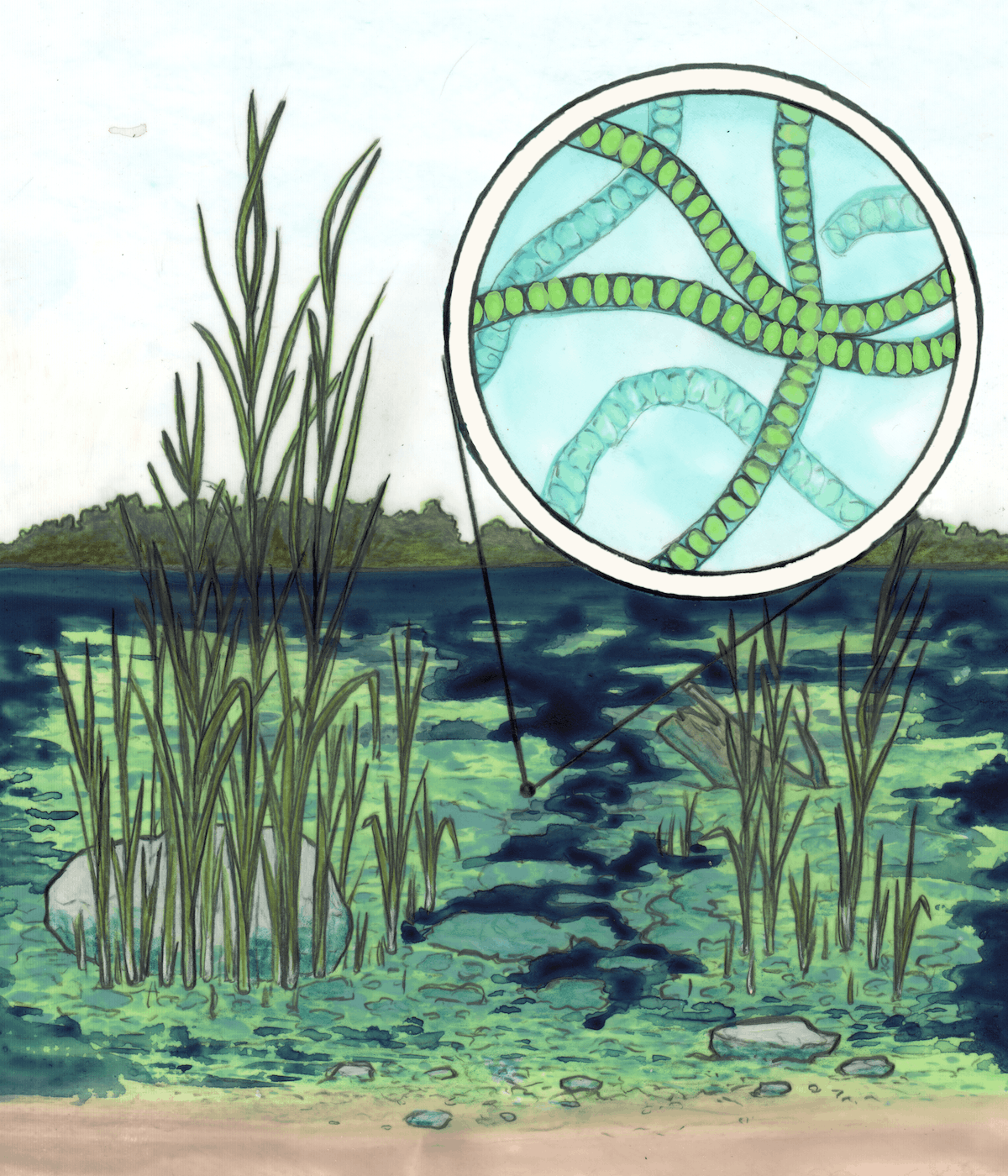 Esquisse d'un plan d'eau indiquant la prolifération d'algues parmi les grandes herbes qui dépassent de l'eau. Des algues filamenteuses sont mises en évidence dans une bulle agrandie.