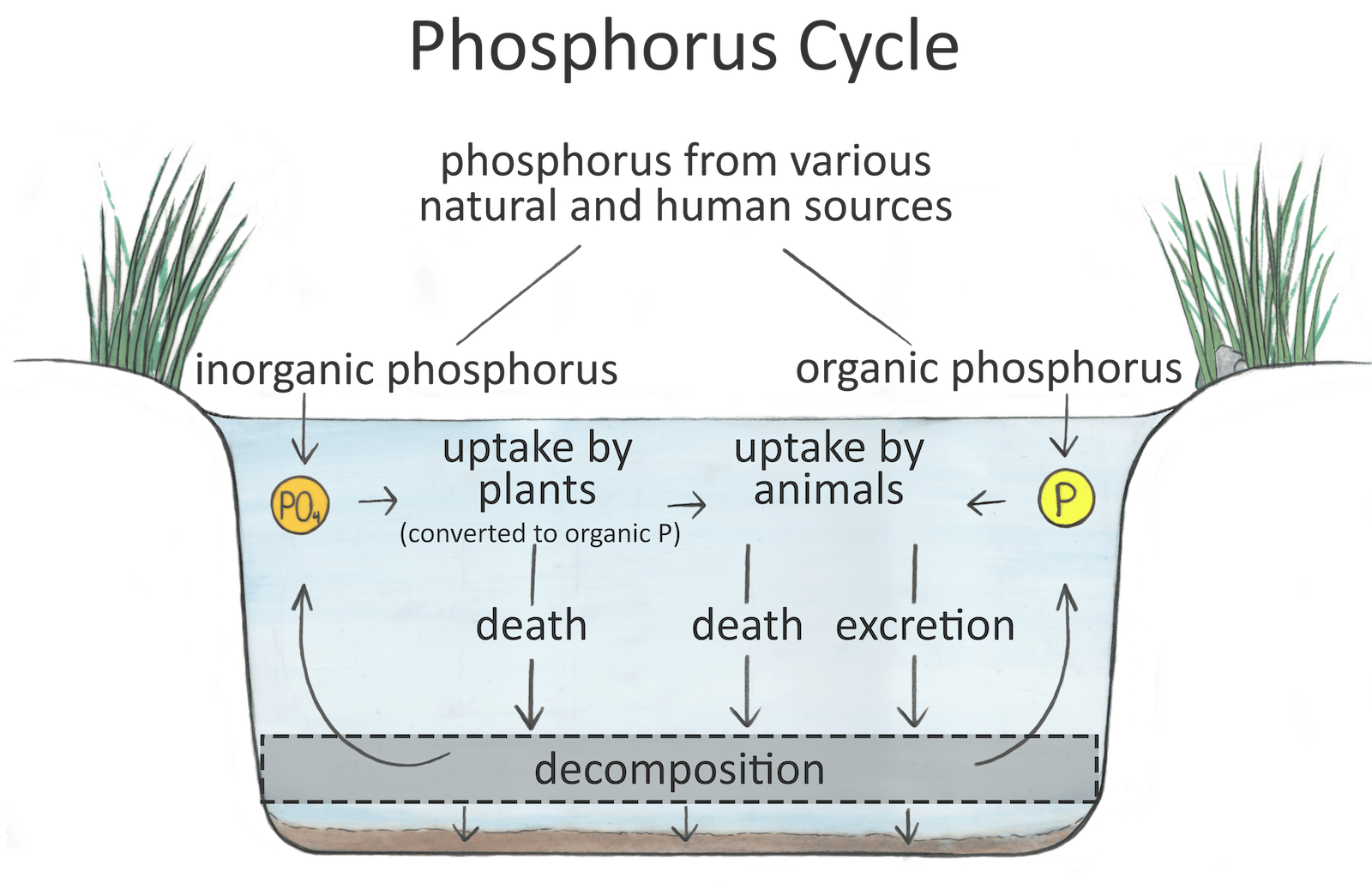 Hand drawn image of a pond cross section showing a diagram of the phosphorus cycle. Phosphorus from various natural and human sources enters water as inorganic and organic phosphorus. Organic phosphorus is taken up by animals. Inorganic phosphorus is converted to organic phosphorus as it is taken up by plants, and subsequently it is taken up by animals. Following decomposition of dead plants and animals and excretion, phosphorus re-enters the cycle in organic and inorganic forms. Some of the phosphorus originating from organic matter decay is deposited in sediments.
