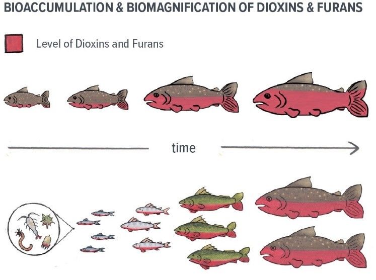 Diagram of how dioxins and furans bioaccumulate and biomagnify in fish.
