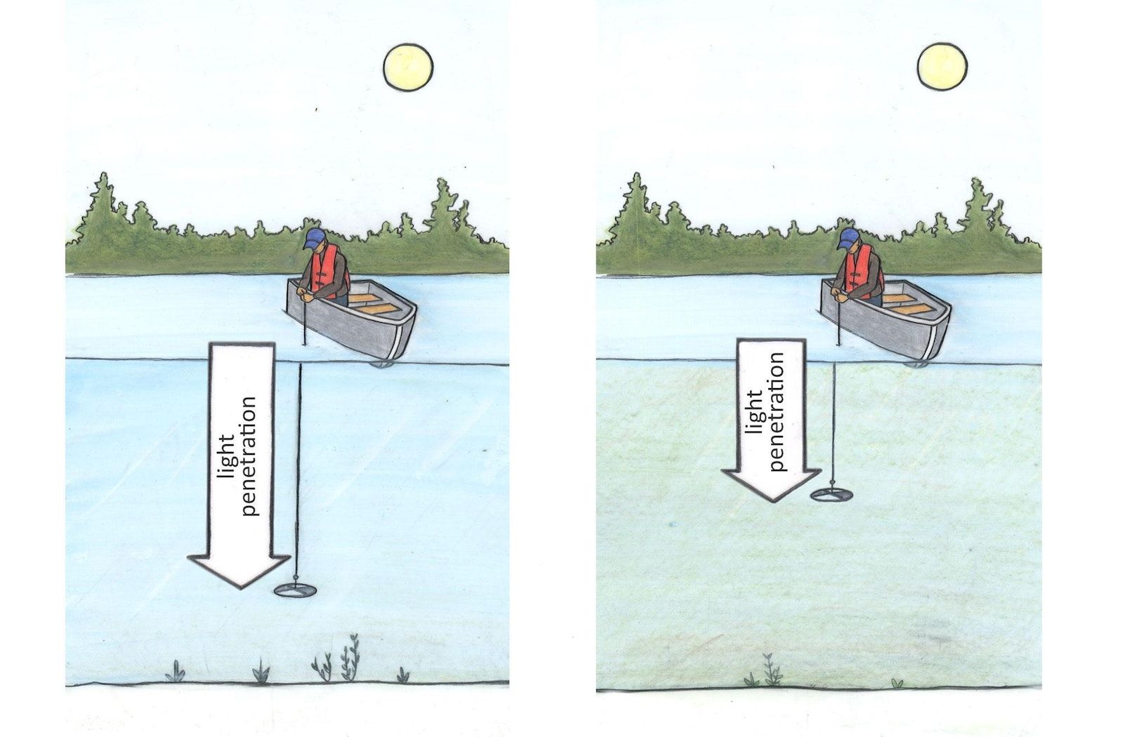 Two drawings showing a man in a red jacket leaning over the edge of a small boat, demonstrating the use of the Secchi disk in a body of water. The image on the left shows a deeper penetration of the Secchi disc in clearer water and the image on the right shows a shallower penetration in murkier water.