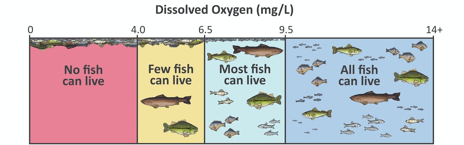 Scale showing water with dissolved oxygen concentrations of 0-4 milligrams per liter, where no fish can live; dead fish are illustrated at the water surface. Between 4.0-6.5 milligrams per liter few fish can live; dead fish and two live fish are illustrated. Between 6.5-9.5 milligrams per liter most fish can live; many live fish and few dead fish are shown. From 9.5 to more than 14 milligrams per liter all fish can live; many live fish are illustrated.