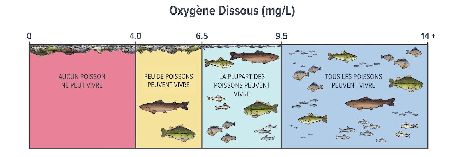 Dessin montrant l'eau avec des concentrations d'oxygène dissous de 0-4 milligrammes par litre, où aucun poisson ne peut vivre ; des poissons morts sont illustrés à la surface de l'eau. Entre 4,0 et 6,5 milligrammes par litre, peu de poissons peuvent vivre ; des poissons morts et deux poissons vivants sont illustrés. Entre 6,5 et 9,5 milligrammes par litre, la plupart des poissons peuvent vivre ; de nombreux poissons vivants et quelques poissons morts sont illustrés. De 9,5 à plus de 14 milligrammes par litre, tous les poissons peuvent vivre ; de nombreux poissons vivants sont illustrés.