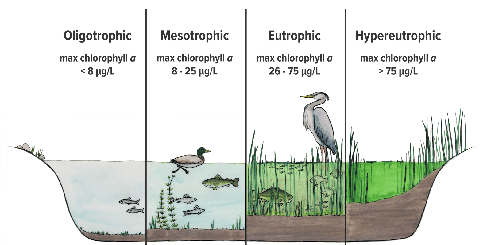 Hand drawn image of a pond cross-section divided into four sections that illustrate different trophic states, or amounts of biological activity in a water body. A first section shows oligotrophic conditions, illustrated by two small fish in clear water. Mesotrophic conditions are illustrated by an increase in the number of fish and aquatic plants in clear water. Eutrophic conditions are illustrated by green water, tall grasses and an increase in the number of fish. Hypereutrophic conditions show abundant grasses and green water with no fish. 