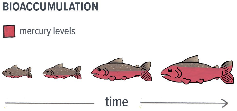 Four fish show the accumulation of mercury levels over time, with the first fish having very little and the last fish having a lot of mercury.