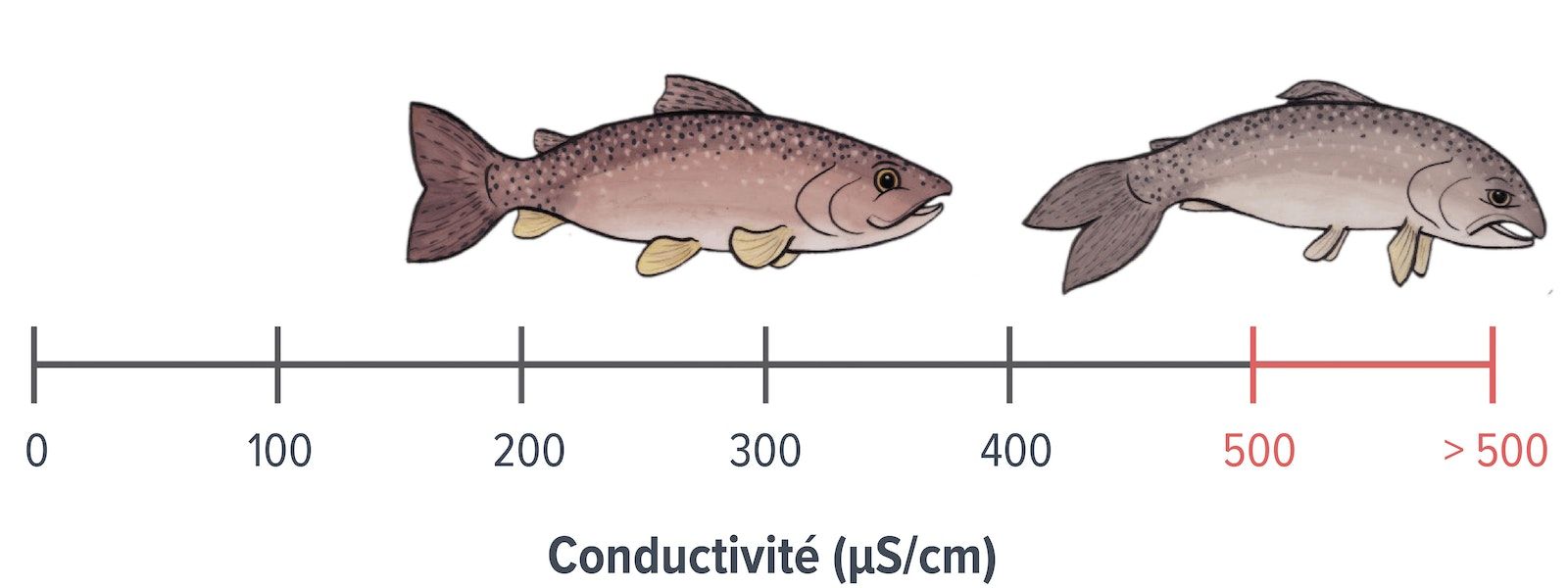 Échelle de conductivité en microsiemens par centimètre, montrant des poissons à différents niveaux de conductivité. Un poisson sain et heureux est indiqué entre 100 et 400 microsiemens par centimètre et un poisson malsain et triste à plus de 400 microsiemens par centimètre.