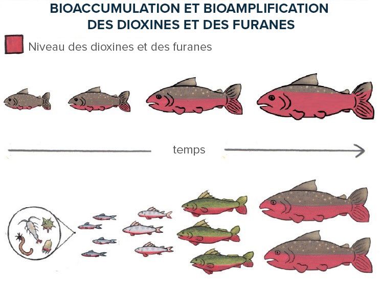 Schéma de la façon dont les dioxines et les furanes se bioaccumulent et se bioamplifient chez les poissons.