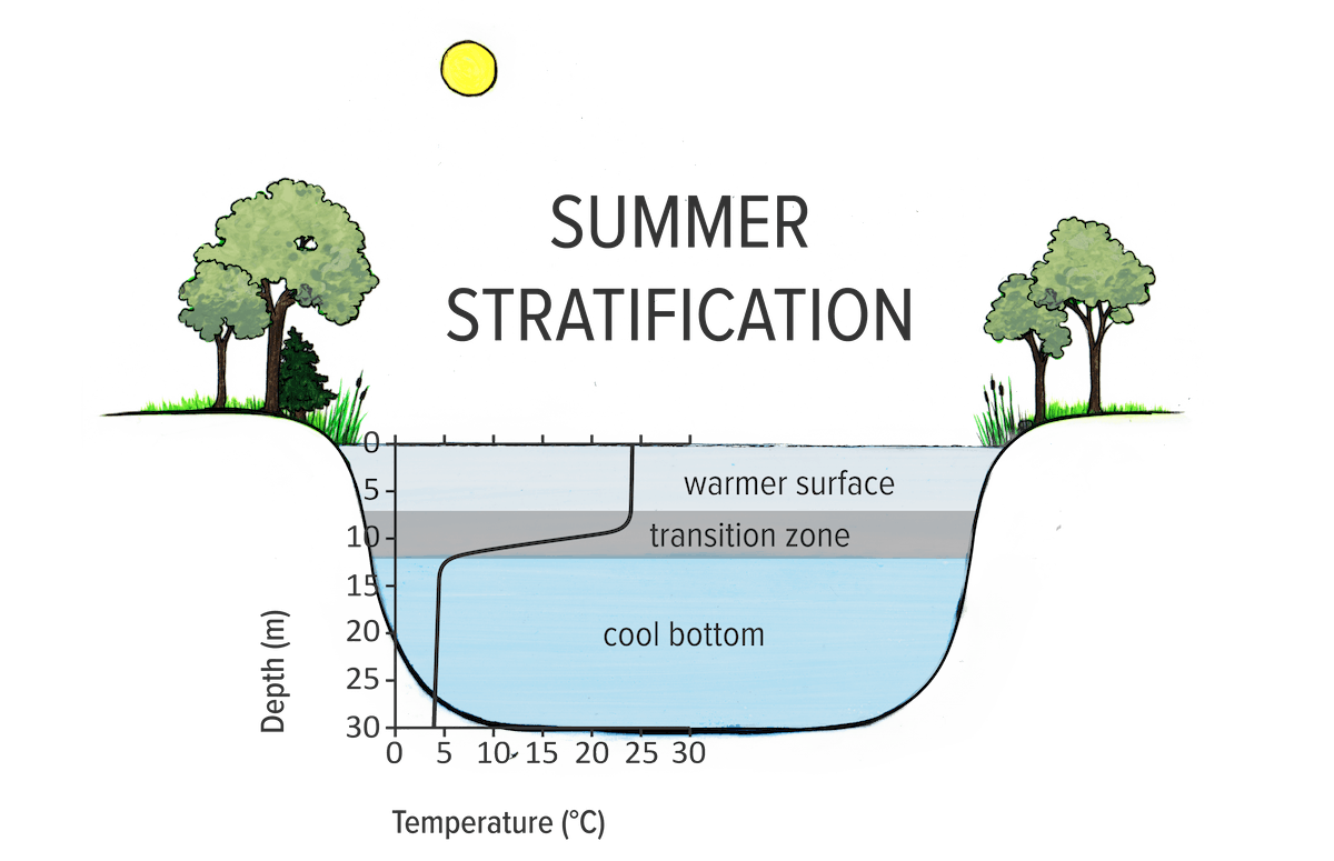 Hand drawn image of a pond cross section showing summer stratification. The water at the surface is warmer, a thermocline transition zone lies below and cold water lies at the bottom of the pond.