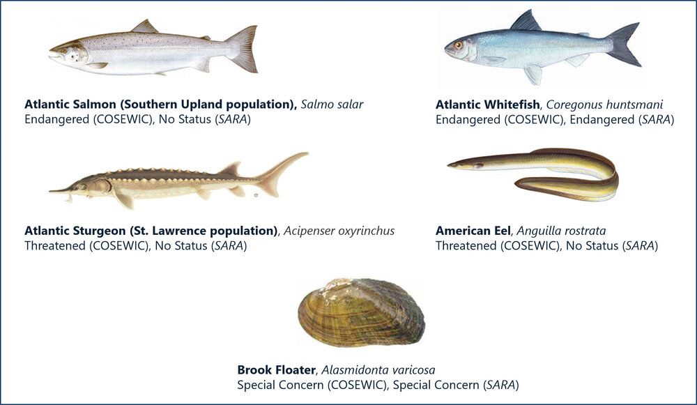 diagram of 5 species at risk identified under the NSSA program including Atlantic salmon, Atlantic whitefish, Atlantic sturgeon, American eel, brook floater