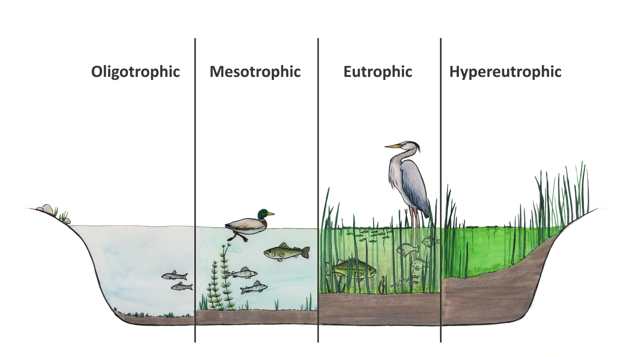 Hand drawn image of a pond cross section that is divided into four sections, which illustrate different trophic states, or amounts of biological activity in a body of water. A first section shows oligotrophic conditions, illustrated by two small fish in clear water. Mesotrophic conditions are illustrated by an increase in the number of fish and aquatic plants in clear water. Eutrophic conditions are illustrated by green water, tall grasses and an increase in the number of fish. Hypereutrophic conditions show abundant grasses and green water with no fish.  