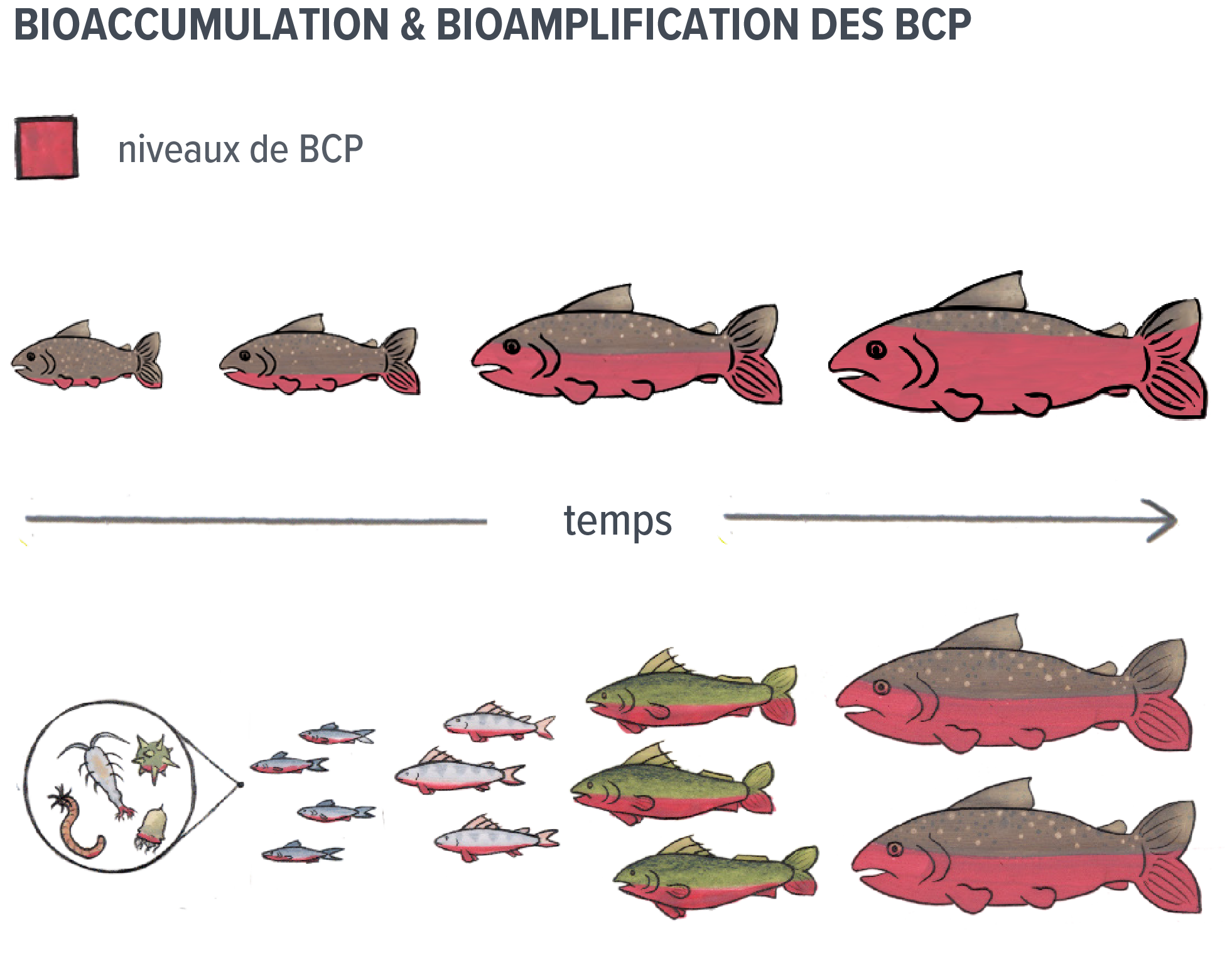 Dessin montrant les niveaux de BPC qui augmentent dans les poissons au fil du temps par bioaccumulation et bioamplification.