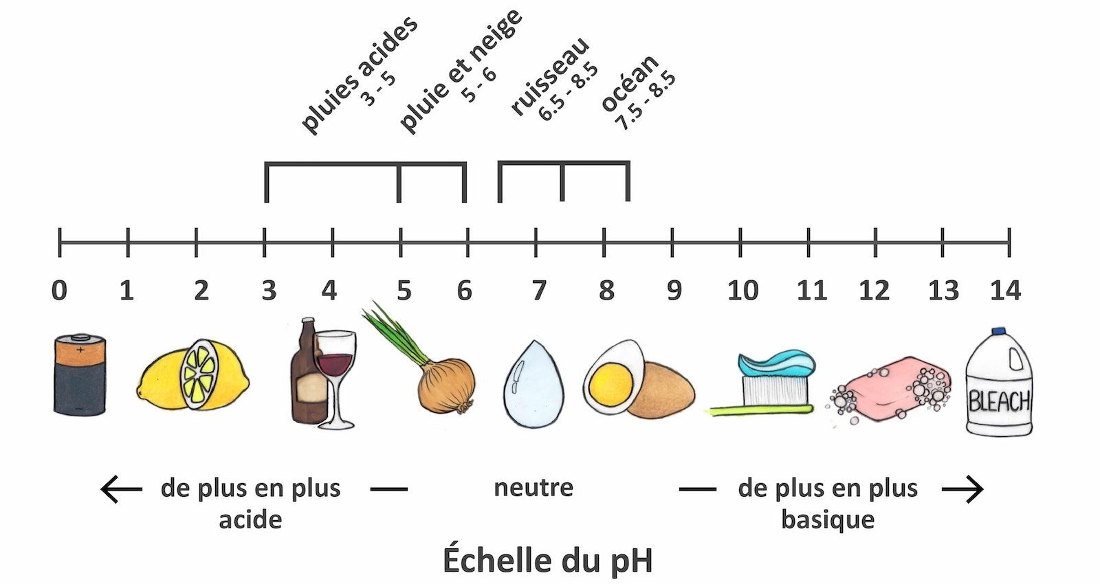Dessin d'une échelle de pH montrant les valeurs de pH entre 0 et 14. Les valeurs neutres sont indiquées près de pH 7, les valeurs de pH de plus en plus acides sont indiquées vers pH 0, et les valeurs de pH de plus en plus alcalines sont indiquées entre pH 7 et 14. Divers éléments (par exemple de l'eau, du savon) sont représentés le long de l'échelle à leurs valeurs de pH respectives.