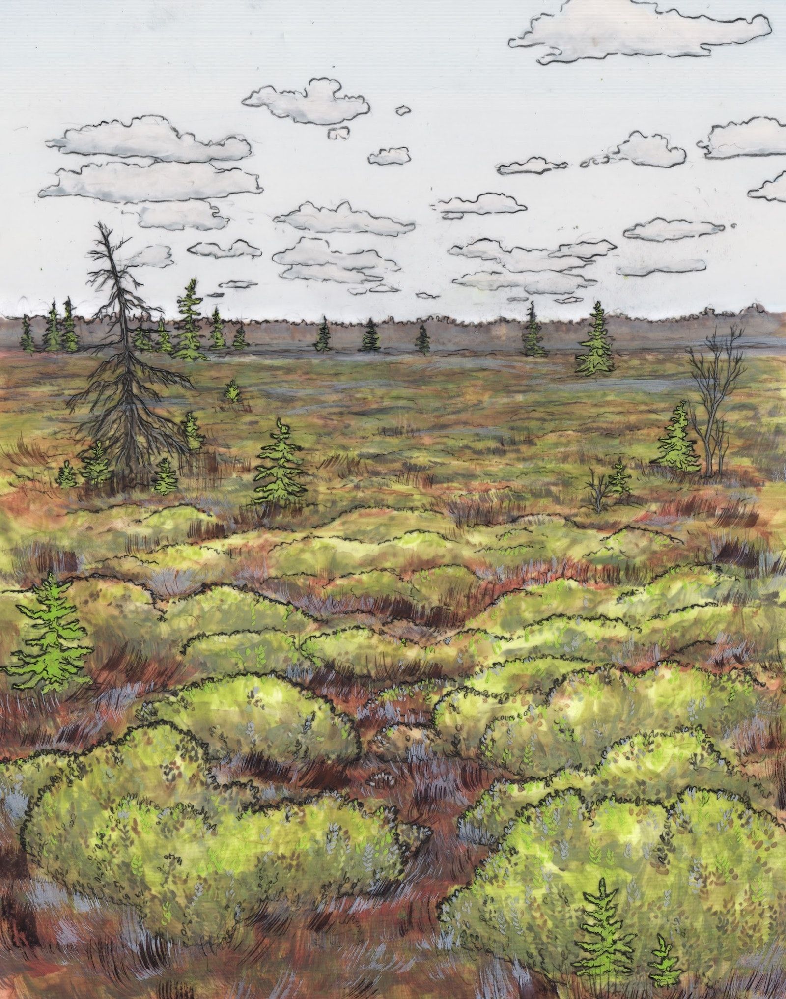 Hand drawn image of wetlands containing Spagnum moss.